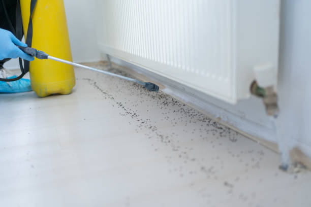 Best Insect Control  in Coleraine, MN